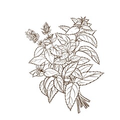 drawing sketch of flowering plants, mentha piperita, mint, medicinal herbs, bouquet of flowers, hand drawn illustration