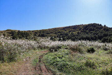 제주도 제주시 한림읍 금악리 정물오름