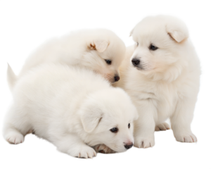 White Australian Shepherd puppies isolated on white. White Australian Shepherd puppies on white background