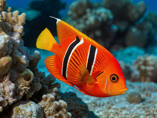 Obraz premium small flame angelfish