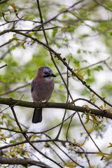 A vibrant jay bird sits elegantly on a sturdy branch, surrounded by lush greenery in a tranquil environment
