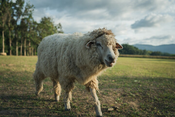 sheep walking in grass field.