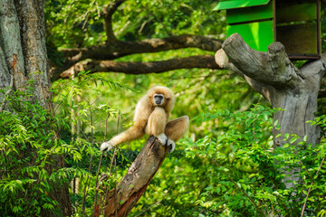 common gibbon or white-handed gibbon on tree