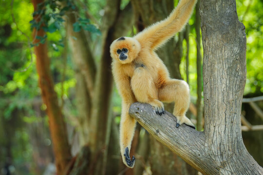 common gibbon or white-handed gibbon on tree - Powered by Adobe
