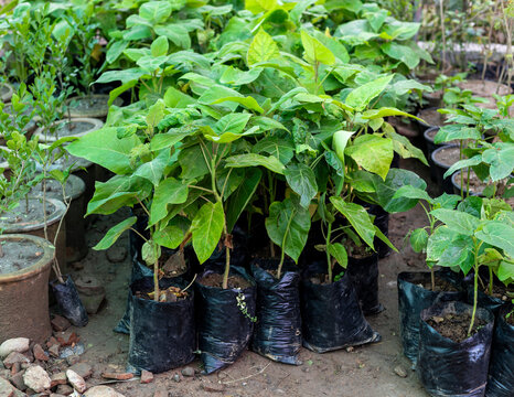 Tamarillo or tomato tree seedlings growing in poly bags in nursery