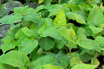 Tamarillo tomato tree seedlings in plant nursery.