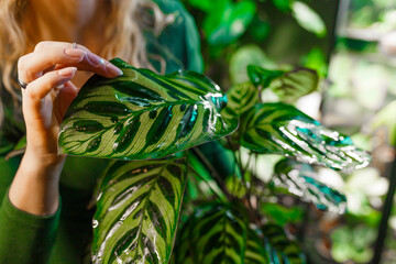 Young woman florist in eyeglasses wearing green dress, holding and looking at flowering calathea plant, stands surrounded by plants in her home garden.