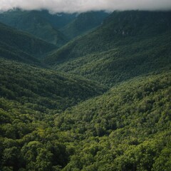 Naklejka premium A dense mountain forest with layers of greenery extending into the horizon.