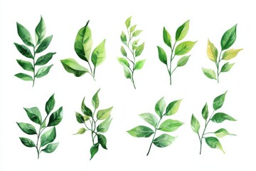 Fototapeta premium Set of Curry Leaves isolated on white background