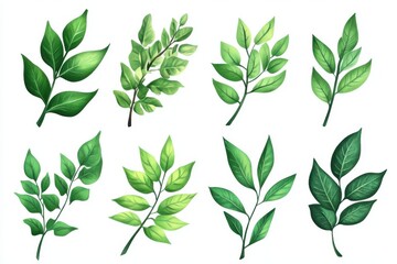 Set of Curry Leaves isolated on white background