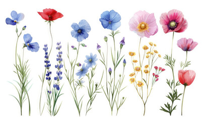 Wild flowers set, watercolor digital illustration. Perfectly for poster, card design. Mother's Day, Birthday, Valentine's day decoration