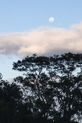 serene dusk with moon and clouds and exotic tree in the foreground