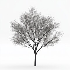 Tree isolated on white background