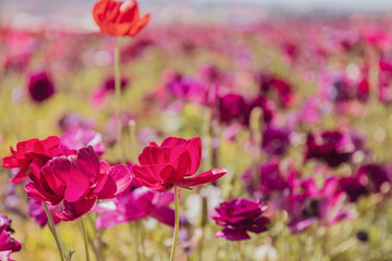 Nature's Blushing Beauty