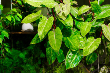 Tropical exotic Plants, Amidst Lush Greenery in Plant Boutique, domestic greenhouse