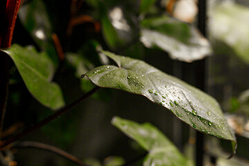 Tropical exotic Plants, Amidst Lush Greenery in Plant Boutique, domestic greenhouse
