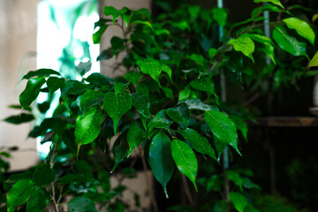 Tropical exotic Plants, Amidst Lush Greenery in Plant Boutique, domestic greenhouse