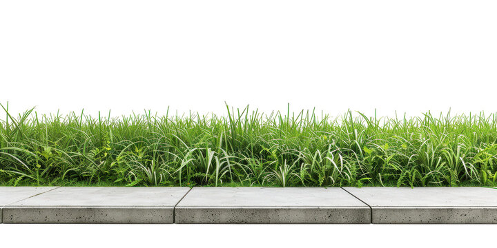 Vibrant Green Grass by the Sidewalk: A City Nature Scene