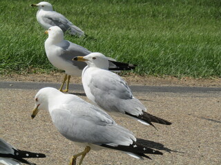 birds in line for race