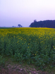 Obraz premium Golden Horizon