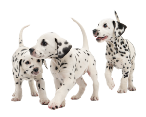 Dalmatian dog puppies isolated on white background. Three cute Dalmatian dog puppies standing on white background