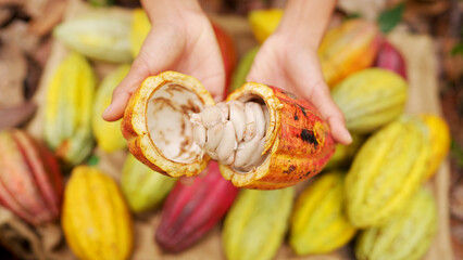 farmer opening harvested pod exposing the white raw beans or cocoa seeds and white pulp on farm