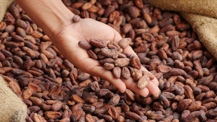 fermented and dried cocoa beans in a cacao farmer's hand above a sack 