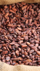 fermented and dried cocoa beans in burlap bag, raw cacao