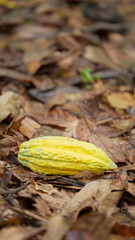 A yellow cacao pod on ground the fallen from its tree after harvesting
