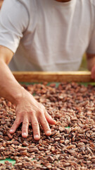 Close-up of farmer hand drying fermented cocoa beans on racks after harvest 