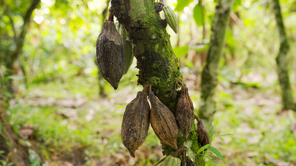 Cocoa or cacao pod rot in plantation, fungal disease