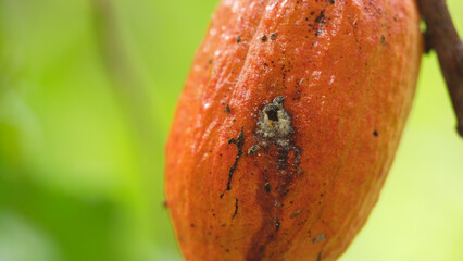 cocoa husk borer larvae feed on the husk of the pod, indonesia