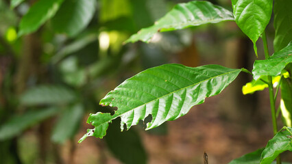 cocoa leaves eaten by beetles insects with chewed edges, pests on cacao trees