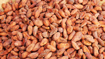 fermented and dried cacao or cocoa beans