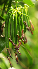 green vanilla beans at different stages of growth after hand pollination with remaining dried up or withered brown flowers at the tip