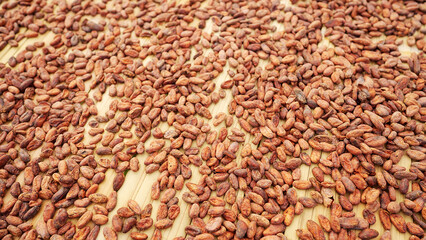 cocoa or cacao beans drying on a bamboo rack, traditional method