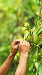 Farmer's hands pollinating vanilla flowers, planifolia orchid species, hand pollination in a...