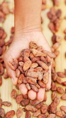 A handful of dried and fermented cocoa beans or cacao