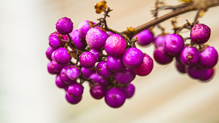 Die Beeren des Liebesperlenstrauches als Makro fotografiert.