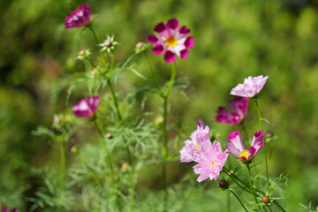 珍しい筒状の花びらのコスモス