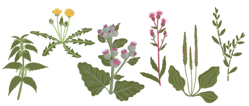 vector drawing weed plant at white background, floral elements, hand drawn botanical illustration