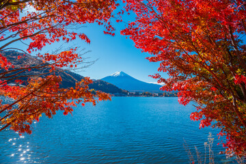 Colorful Autumn Season and Mountain Fuji with morning fog and Red Maple Leaves in autumn at lake Kawaguchiko is one of the best places in Japan, Travel.