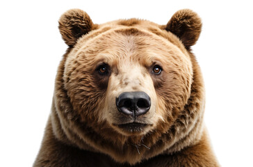 A close-up portrait of a bear showcasing its features and expression.