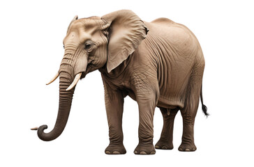 Obraz premium A realistic depiction of an elephant standing gracefully.