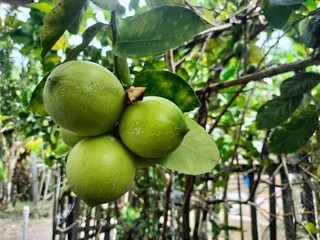 Green lime on the tree