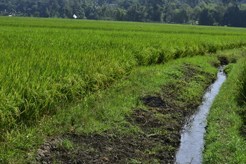 Obraz premium Rice produced by farmers is a staple food for the people of Java, Asia, Indonesia 