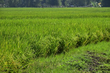 Rice produced by farmers is a staple food for the people of Java, Asia, Indonesia	