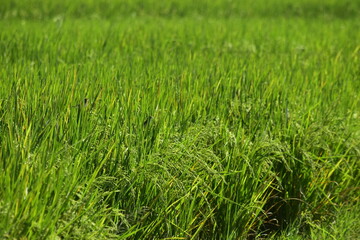 Rice produced by farmers is a staple food for the people of Java, Asia, Indonesia	