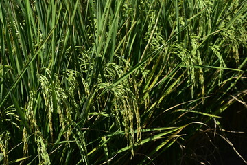 Rice produced by farmers is a staple food for the people of Java, Asia, Indonesia	