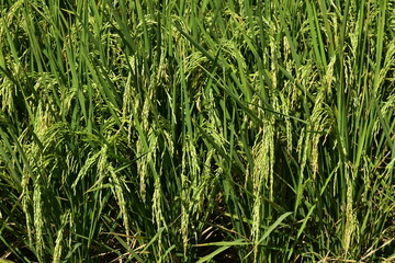 Rice produced by farmers is a staple food for the people of Java, Asia, Indonesia	